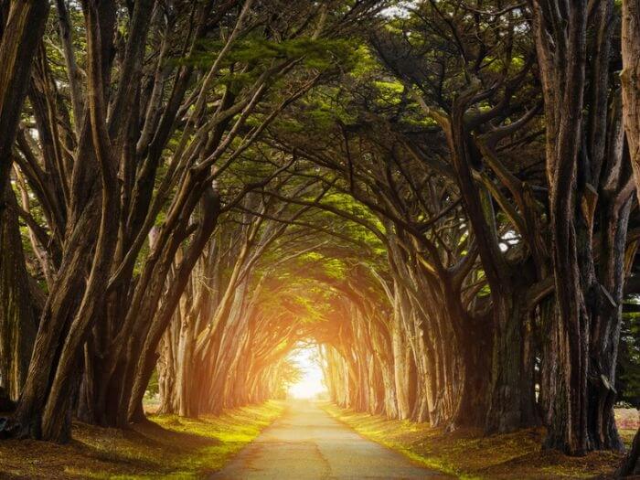 A tunnel of trees with a sunrise at the end.