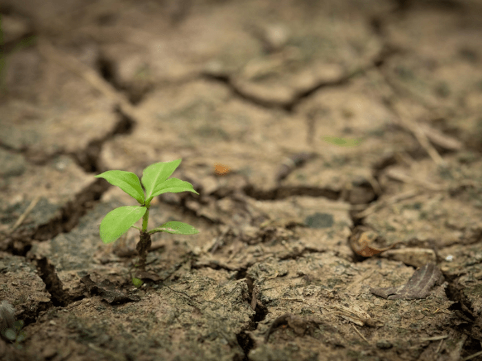 A young plant sprouting on cracked dry soil, symbolising resilience.