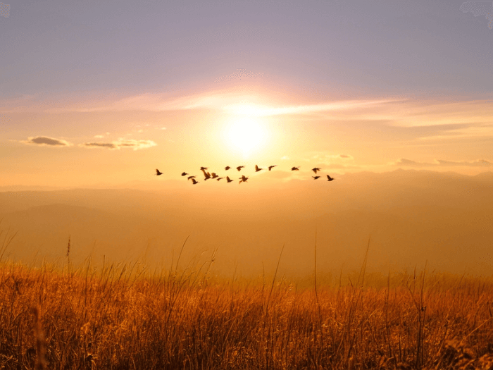 Birds silhouettes flying over a meadow at sunset, peace concept.
