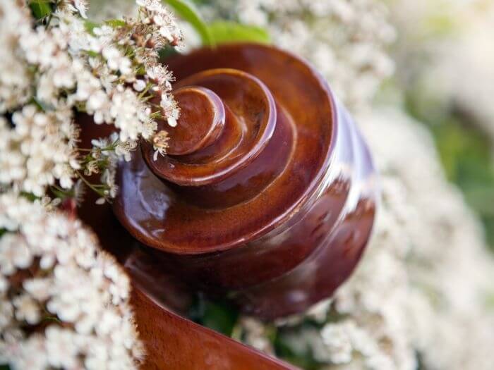 Close up of cello scroll, amongst some white spring flowers.