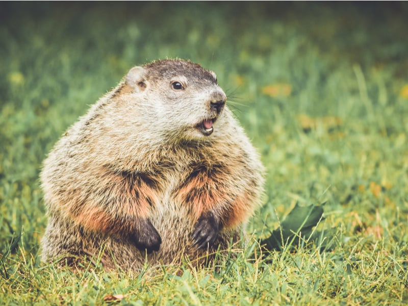 Photograph of a groundhog, standing in a patch of green grass with an open mouth and what could be imagined as quite a cross expression on its face.