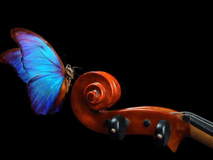 A blue butterfly sat on a violin, representing positive change in the orchestral industry.