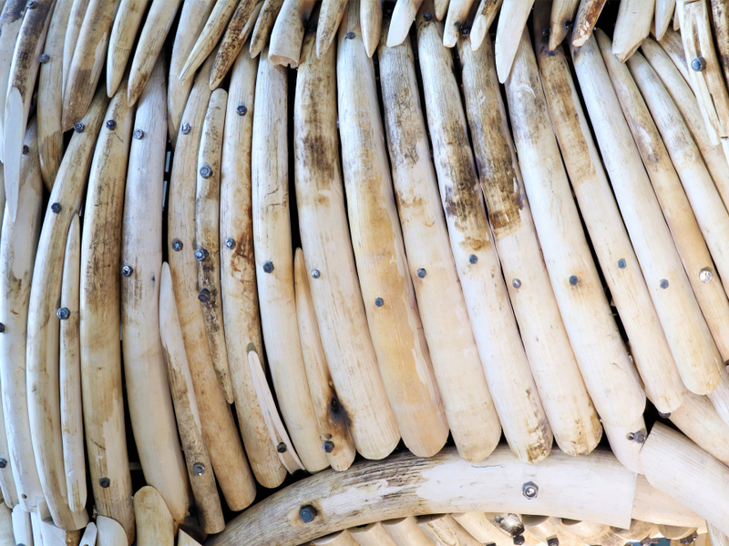 Photograph of a big pile of elephant ivory tusks.