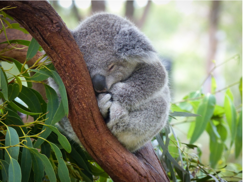 A koala bear curls up sleepily against a tree with a background of vibrant green folliage