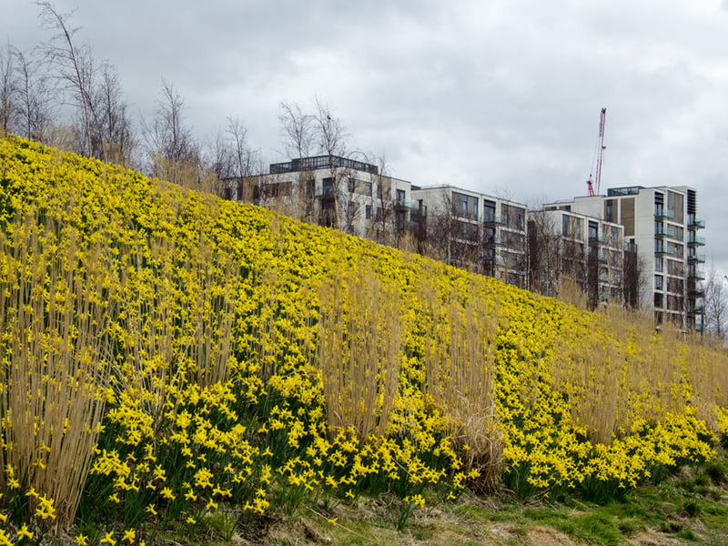 Photograph of a field of daffodils in Stratford, London.