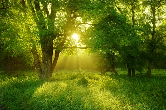 Photograph of a green forest with the setting sun shining through the branches