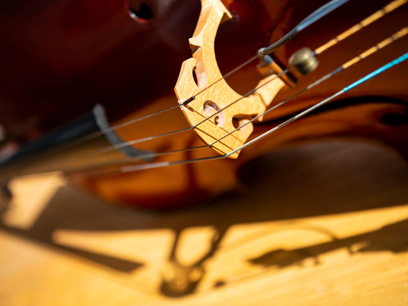Close up photograph of a cello's bridge and strings