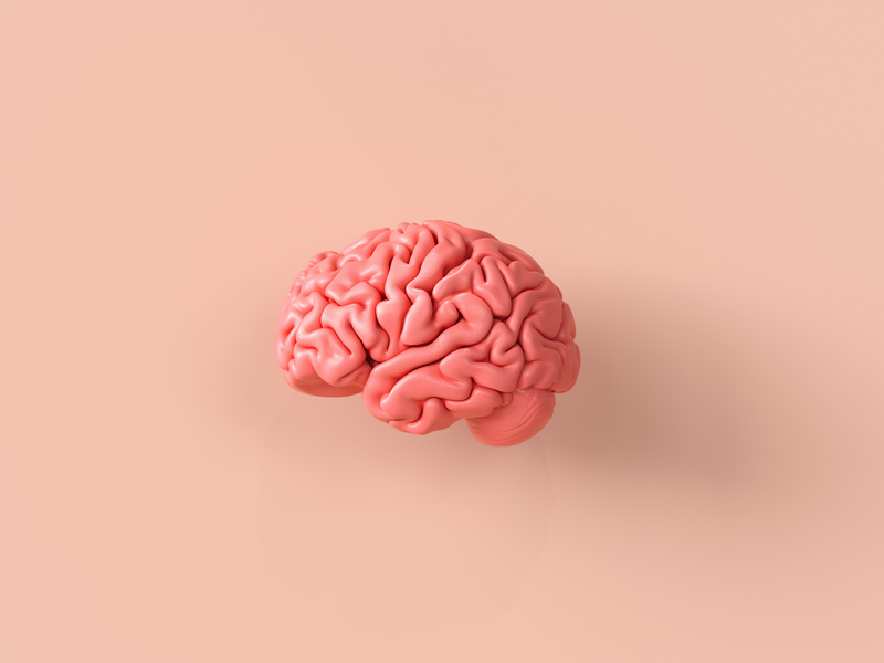 Pink model brain on a peach coloured plain background