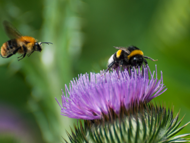 Photograph of a pair of bumble bees landing down on a thistle.